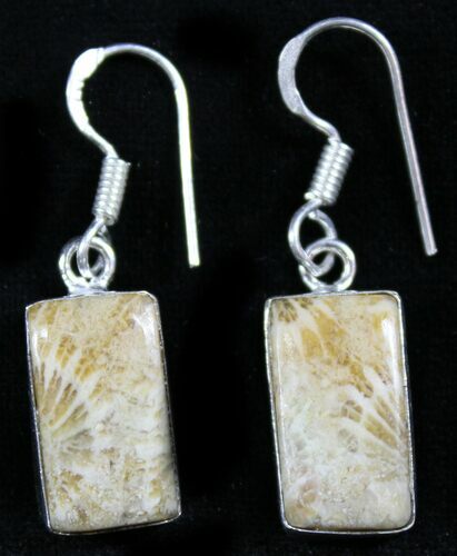 Beautiful Fossil Coral Sunburst Earrings #26900